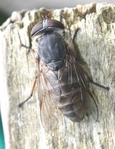 Réf. 219 661 : Tabanus sp.
